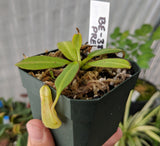 Nepenthes burbidgeae BE-3834 *SEED-GROWN SPECIMENS*