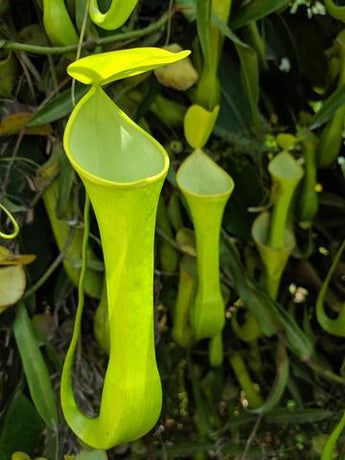 Nepenthes reinwardtiana (Green Form) BE-3159