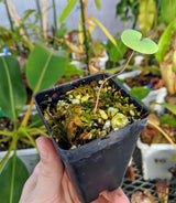 Utricularia cornigera (previously U. reniformis "Giant"/"Big Sister")