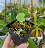 Utricularia cornigera (previously U. reniformis "Giant"/"Big Sister")