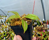 Nepenthes stenophylla BE-3905