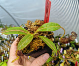 Nepenthes stenophylla BE-3905