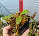 Nepenthes stenophylla BE-3905