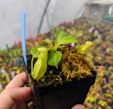 Nepenthes robcantleyi x reinwardtiana BE-3960