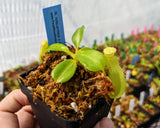 Nepenthes robcantleyi x reinwardtiana BE-3960