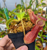 Nepenthes spathulata x (burbidgeae x edwardsiana) BE-3978