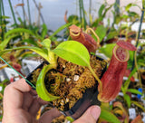 Nepenthes spathulata x (burbidgeae x edwardsiana) BE-3978