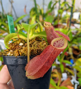 Nepenthes spathulata x (burbidgeae x edwardsiana) BE-3978