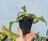 Nepenthes veitchii x bellii *ROOTED CUTTING*