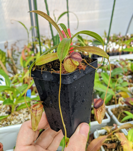Nepenthes tenuis (West Sumatra) *ROOTED CUTTINGS*