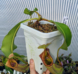 Hydrofarm Square White Pots (Various sizes available)