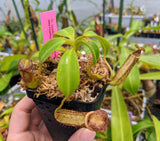 Nepenthes copelandii BE-3046