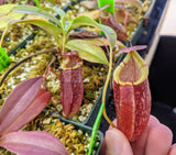 Nepenthes spectabilis x tenuis BE-3884