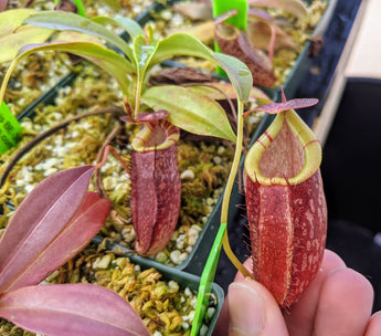 Nepenthes spectabilis x tenuis BE-3884