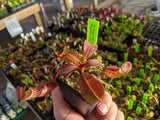 Nepenthes dactylifera BE-3070
