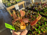 Nepenthes dactylifera BE-3070