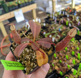 Nepenthes dactylifera BE-3070