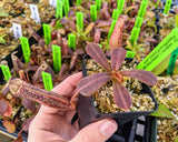 Nepenthes veitchii x platychila BE-3213