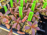 Nepenthes veitchii x platychila BE-3213