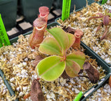 Nepenthes robcantleyi x (sibuyanensis x ventricosa) BE-3748
