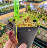 Nepenthes spathulata x jacquelineae BE-3883