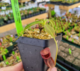 Nepenthes spathulata x jacquelineae BE-3883