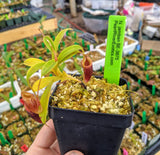 Nepenthes jamban BE-3875