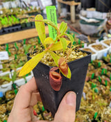 Nepenthes jamban BE-3875