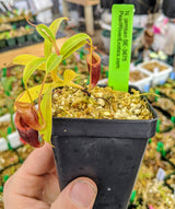 Nepenthes jamban BE-3875