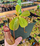 Nepenthes ventricosa x robcantleyi BE-3923