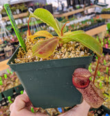 Nepenthes ventricosa x robcantleyi BE-3923