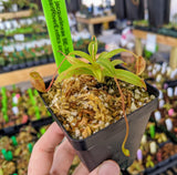 Nepenthes jacquelineae (G. Gadang) BE-3092