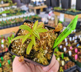 Nepenthes jacquelineae (G. Gadang) BE-3092