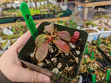 Nepenthes rajah x veitchii BE-3730
