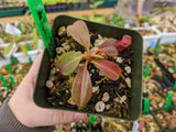 Nepenthes rajah x veitchii BE-3730