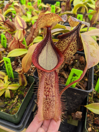 Nepenthes spathulata x hamata BE-3712