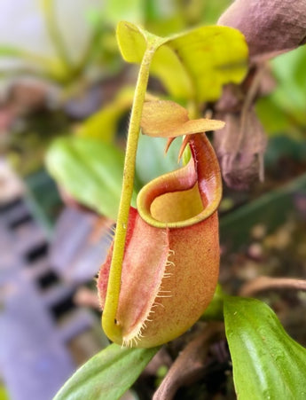 Nepenthes bicalcarata 