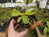 Nepenthes ventricosa x robcantleyi BE-3923