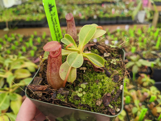 Nepenthes ventricosa x robcantleyi BE-3923