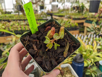 Nepenthes truncata *SPECIMENS*