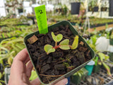 Nepenthes truncata *SPECIMENS*