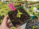 Nepenthes truncata *SPECIMENS*
