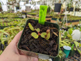 Nepenthes truncata *SPECIMENS*