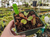 Nepenthes truncata *SPECIMENS*
