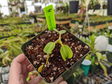 Nepenthes truncata *SPECIMENS*