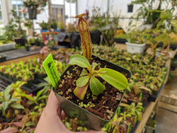 Nepenthes copelandii BE-3046