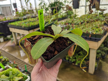 Nepenthes x Splendiana x vogelii *SEED-GROWN*