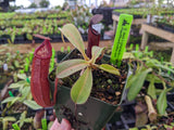Nepenthes densiflora x (chaniana x veitchii) BE-3961