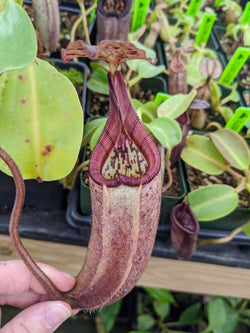 Nepenthes burbidgeae x robcantleyi BE-3577
