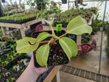 Nepenthes burbidgeae x robcantleyi BE-3577